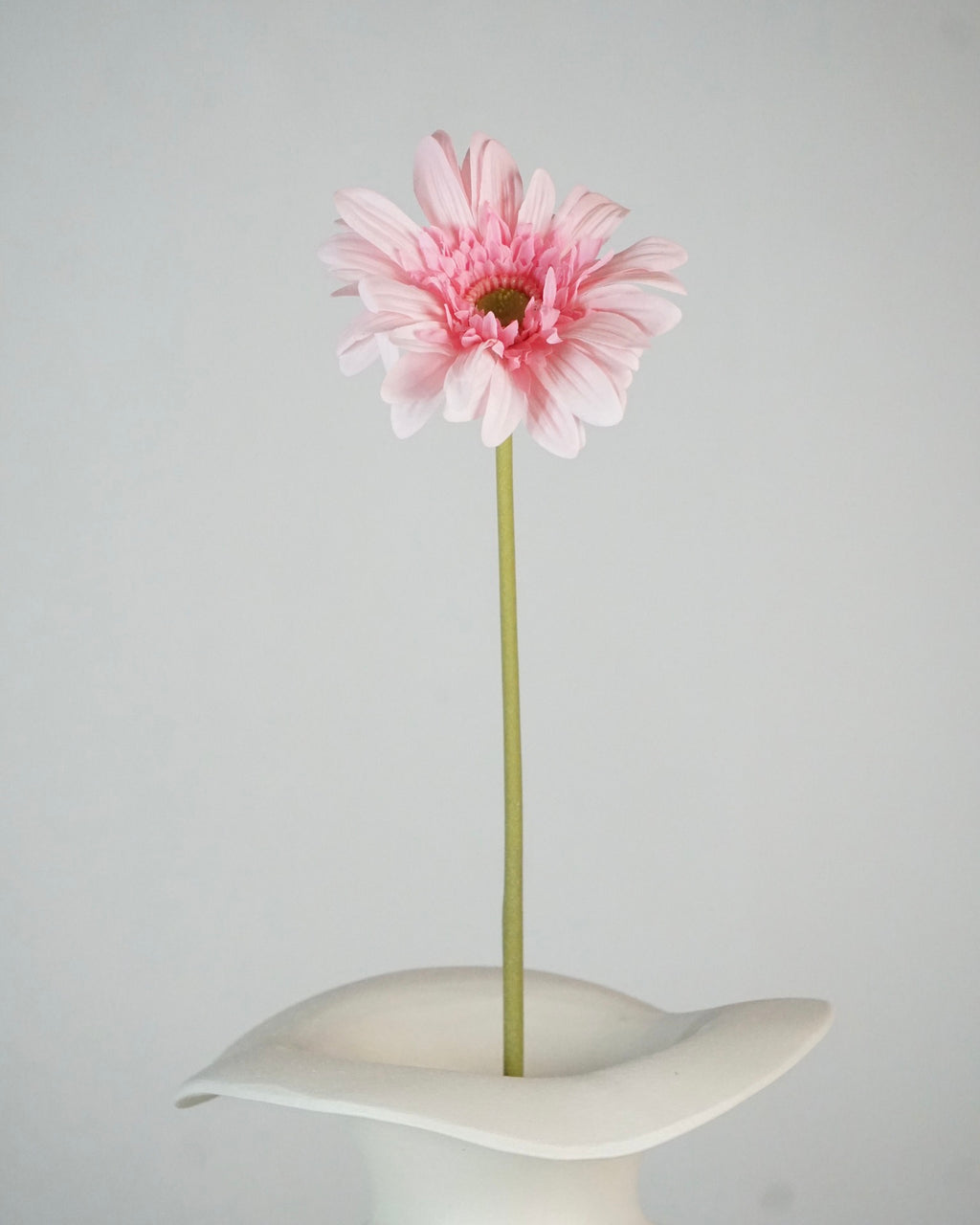 Gerbera Rosa