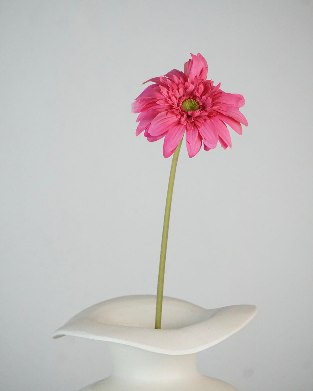 Gerbera Pink