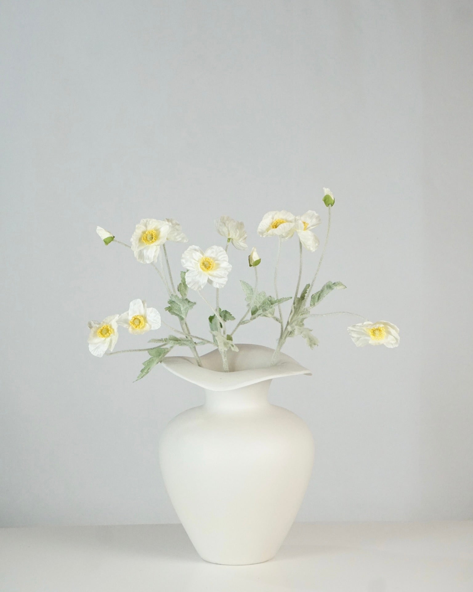 Pavot blanc