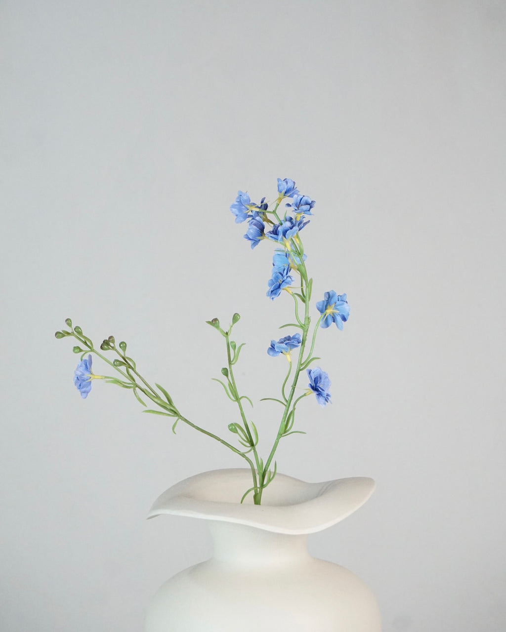 Delphinium Klein Blau
