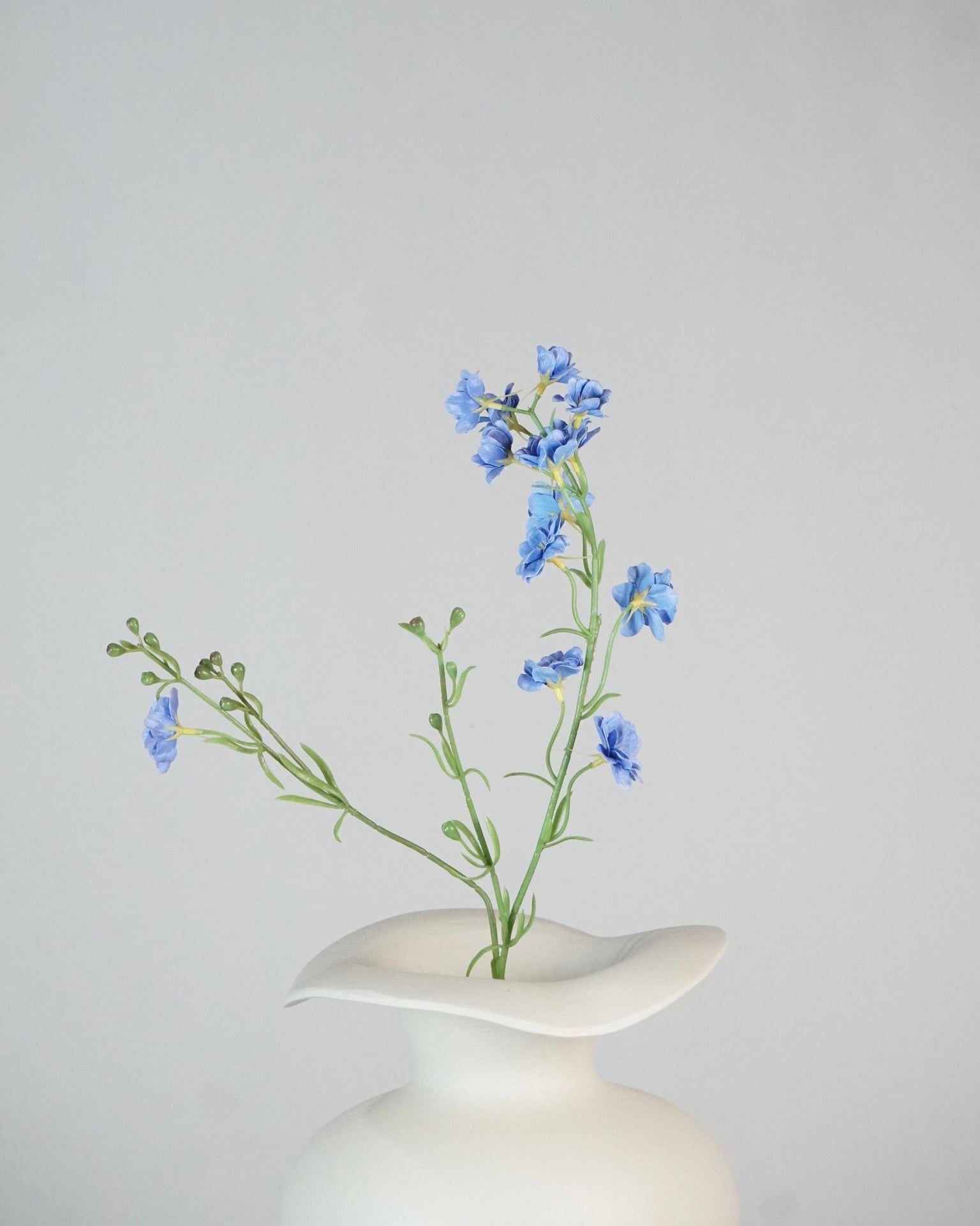 Delphinium Klein Blau